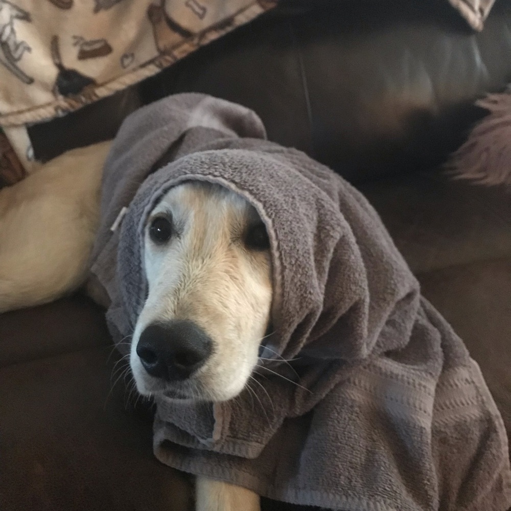 Meet your Posher, Tawny